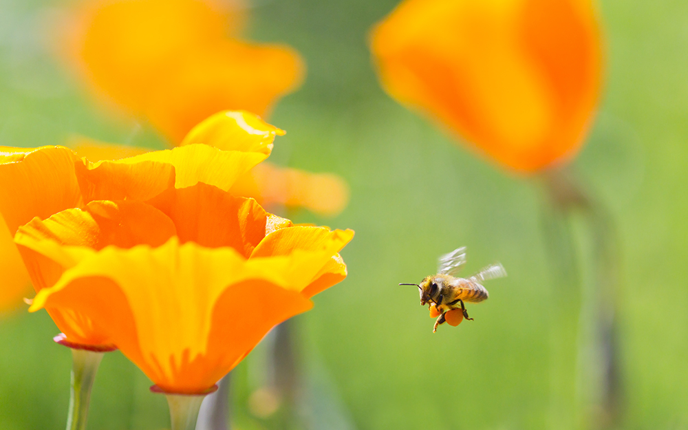 A bee flying next to a flower